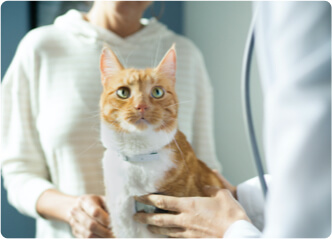 Woman with orange and white cat talking with vet.